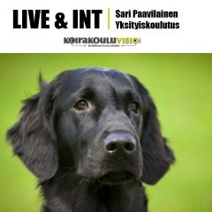 LIVE & INT: Sari Paavilainen | Yksityiskurssi | koirat
