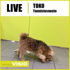 LIVE | Toko | Tunnistusnouto